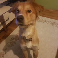 Collie, Köpek  Şanslı fotoğrafı