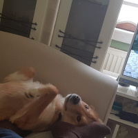Collie, Köpek  Şanslı fotoğrafı