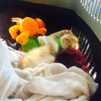 Sarman, Kedi  OSCAR fotoğrafı