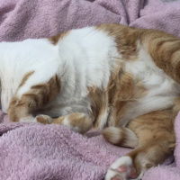 Sarman, Kedi  OSCAR fotoğrafı
