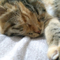 Soke, Kedi  Seçil İzmir fotoğrafı