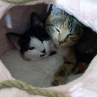 Soke, Kedi  Seçil İzmir fotoğrafı