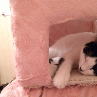 Soke, Kedi  Toprak Asena fotoğrafı