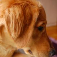 Golden Retriever, Köpek  Ares fotoğrafı