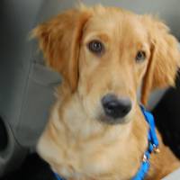 Golden Retriever, Köpek  Ares fotoğrafı