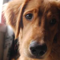 Golden Retriever, Köpek  Ares fotoğrafı
