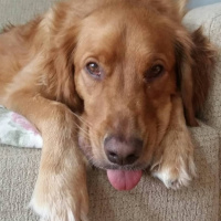 Golden Retriever, Köpek  Ares fotoğrafı