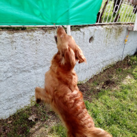 Golden Retriever, Köpek  Ares fotoğrafı