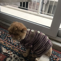 İran Kedisi (Persian), Kedi  sisi fotoğrafı