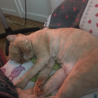 İran Kedisi (Persian), Kedi  sisi fotoğrafı