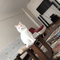 Tekir Kedi, Kedi  mia fotoğrafı