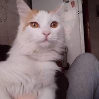 Tekir Kedi, Kedi  mia fotoğrafı