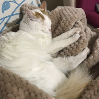 Tekir Kedi, Kedi  mia fotoğrafı
