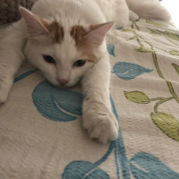 Tekir Kedi, Kedi  mia fotoğrafı