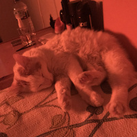 Tekir Kedi, Kedi  mia fotoğrafı