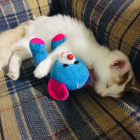 Tekir Kedi, Kedi  mia fotoğrafı