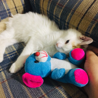 Tekir Kedi, Kedi  mia fotoğrafı