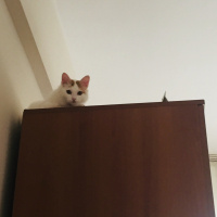 Tekir Kedi, Kedi  mia fotoğrafı