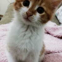 Sarman, Kedi  Alvin fotoğrafı