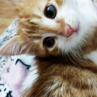 Sarman, Kedi  Alvin fotoğrafı