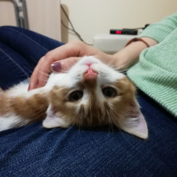 Sarman, Kedi  Alvin fotoğrafı