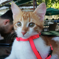 Sarman, Kedi  Alvin fotoğrafı