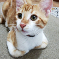 Sarman, Kedi  Alvin fotoğrafı