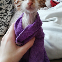 Sarman, Kedi  Alvin fotoğrafı