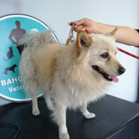 Pomeranyalı, Köpek  Leo fotoğrafı