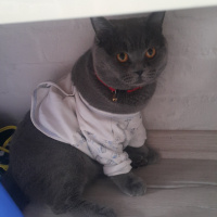 British Shorthair, Kedi  Lucca fotoğrafı