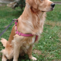 Golden Retriever, Köpek  Vegas fotoğrafı