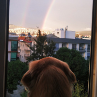 Golden Retriever, Köpek  Vegas fotoğrafı