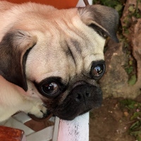 Pug, Köpek  Thor fotoğrafı