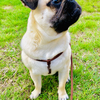 Pug, Köpek  Thor fotoğrafı
