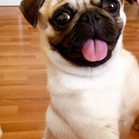 Pug, Köpek  Thor fotoğrafı