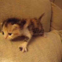 Tekir Kedi, Kedi  Kısmet fotoğrafı