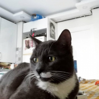 Tekir Kedi, Kedi  Kımıl fotoğrafı