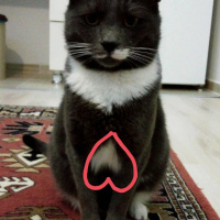 Tekir Kedi, Kedi  Kımıl fotoğrafı