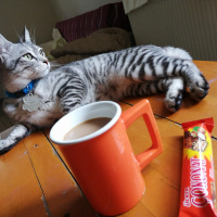 Tekir Kedi, Kedi  Reis fotoğrafı