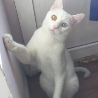 Van Kedisi, Kedi  Sezar fotoğrafı