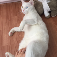 Van Kedisi, Kedi  Sezar fotoğrafı