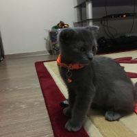 Scottish Fold, Kedi  Şira fotoğrafı