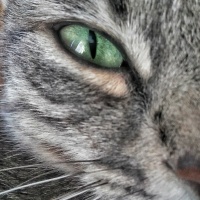 Tekir Kedi, Kedi  Gümüş fotoğrafı