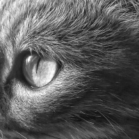 Tekir Kedi, Kedi  Gümüş fotoğrafı