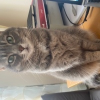 Tekir Kedi, Kedi  Gümüş fotoğrafı