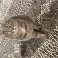 Tekir Kedi, Kedi  Gümüş fotoğrafı