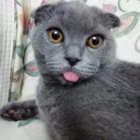 Scottish Fold, Kedi  Paşa fotoğrafı
