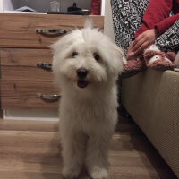 Bichon Havanese, Köpek  Daisy fotoğrafı