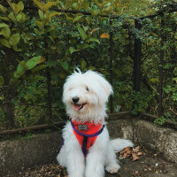 Bichon Havanese, Köpek  Daisy fotoğrafı