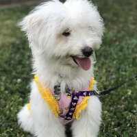 Bichon Havanese, Köpek  Daisy fotoğrafı